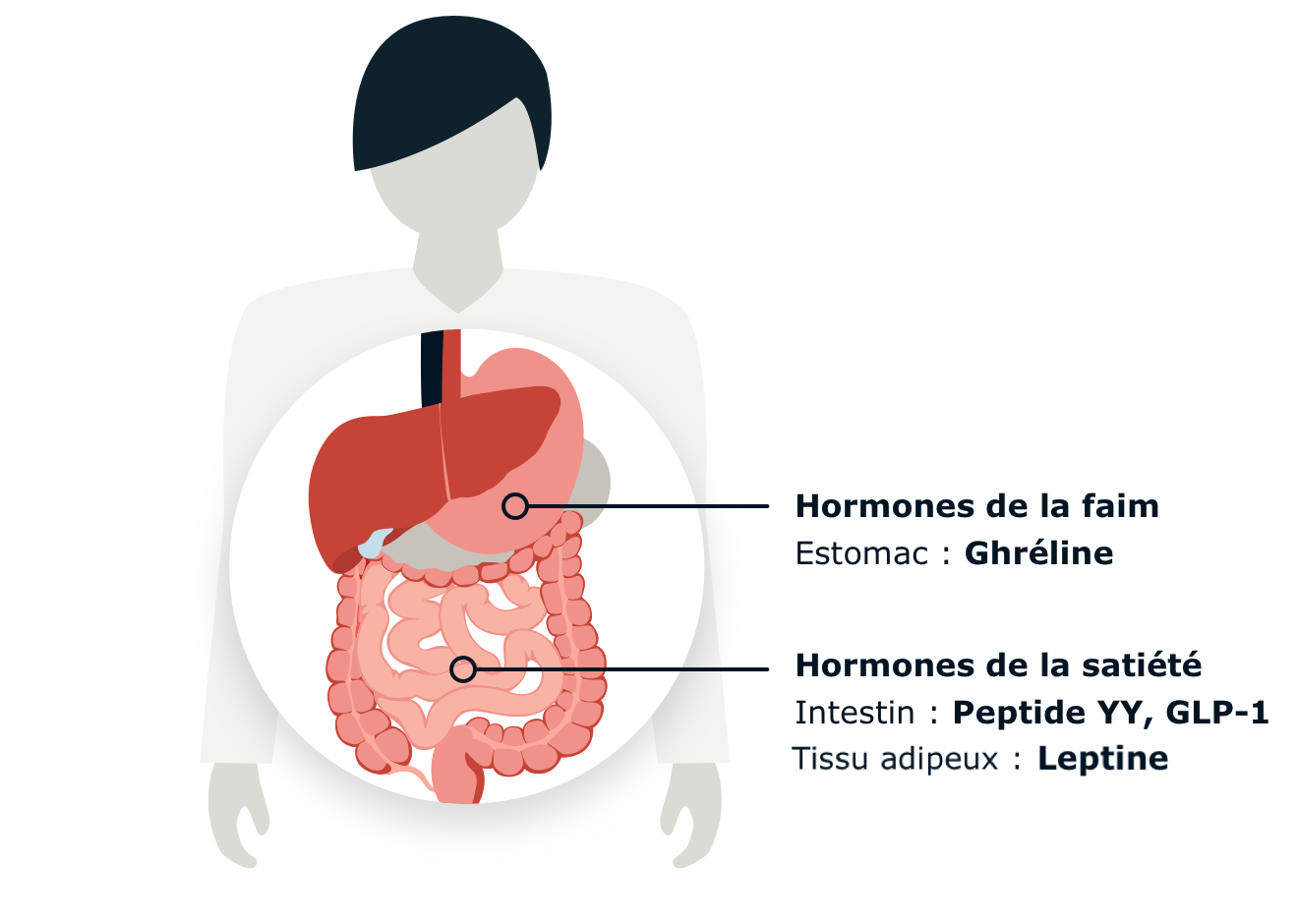 Infographic displaying the location of hunger and satiety hormones.