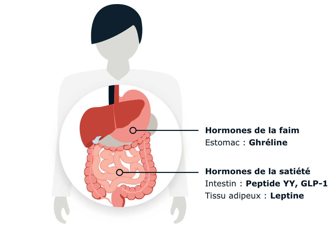 Infographic displaying the location of hunger and satiety hormones.