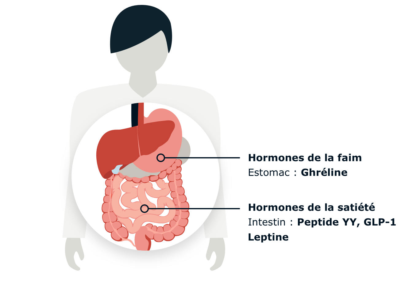 Comment les hormones guident notre appétit et notre comportement
