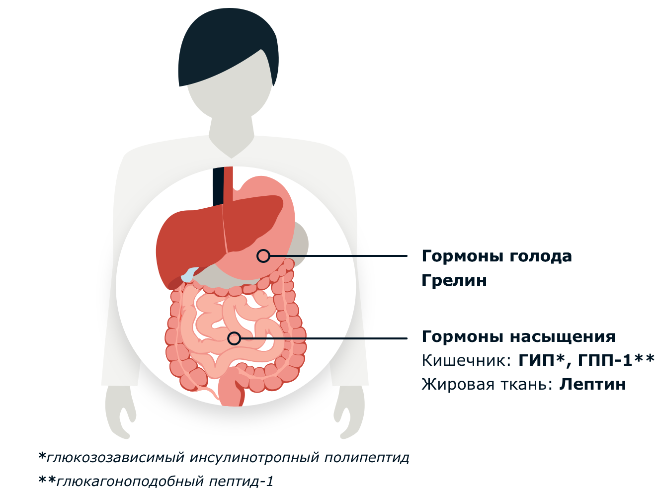 Грелин